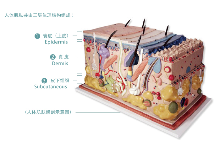 皮肤三大层五小层分解皮肤生理学基础知识