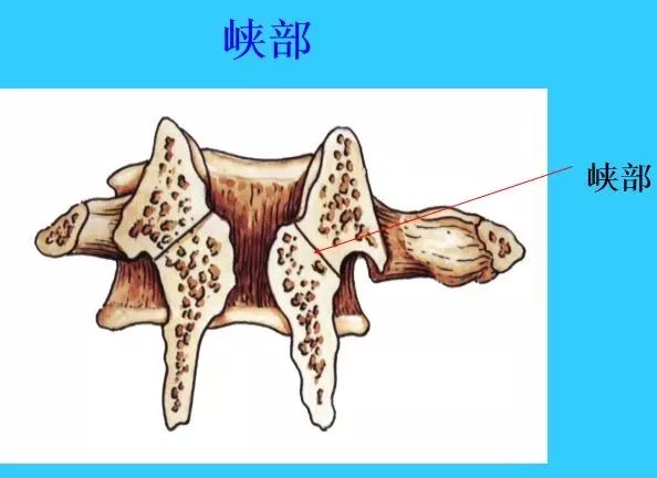 人体颈椎结构图人体颈椎结构图位置