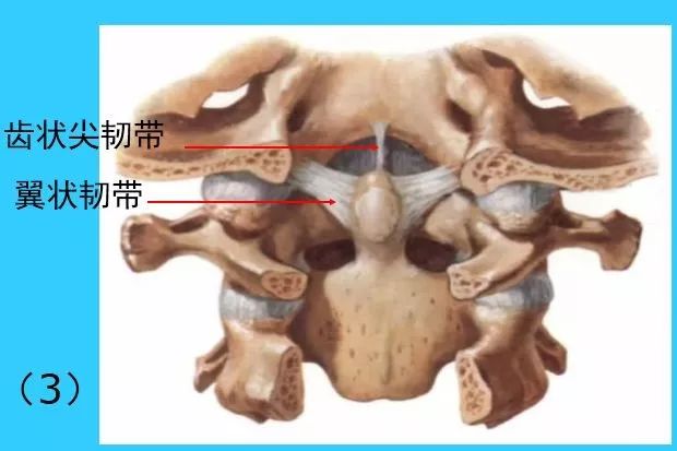 关节囊,寰枢前膜,寰枢后膜,覆膜,寰椎十字韧带,齿突尖韧带,翼状韧带等