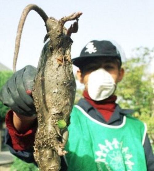 切尔诺贝利食人巨鼠苏联核泄漏变异老鼠图片