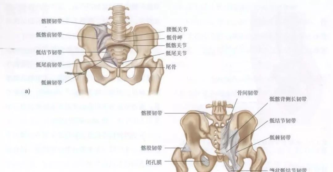 「骨科康复」骶骨,尾骨,髂骨,坐骨,耻骨的解剖集锦