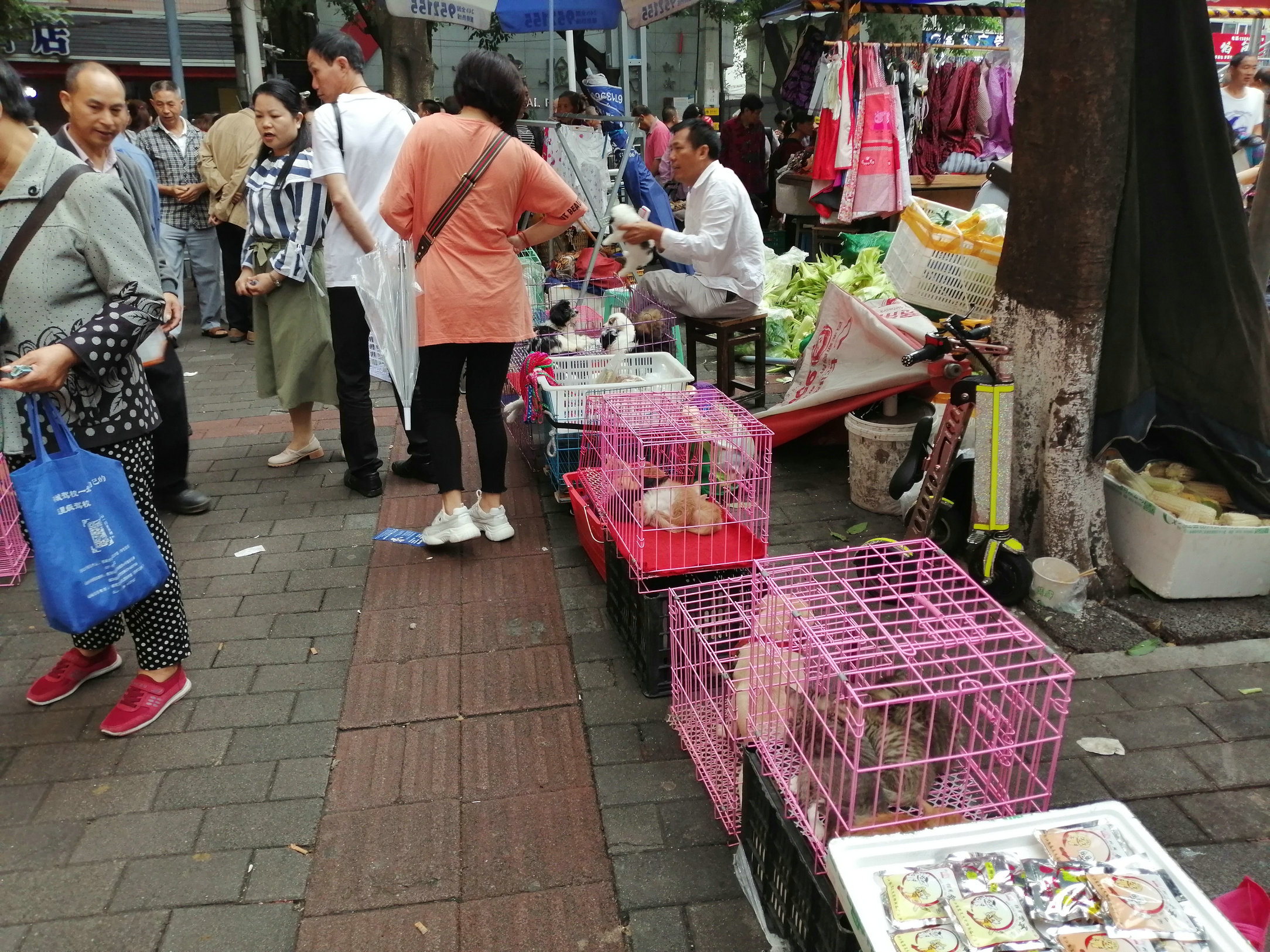 重庆渝北两路赶场为何叫"狗儿市场?让我带你看看这里的狗市