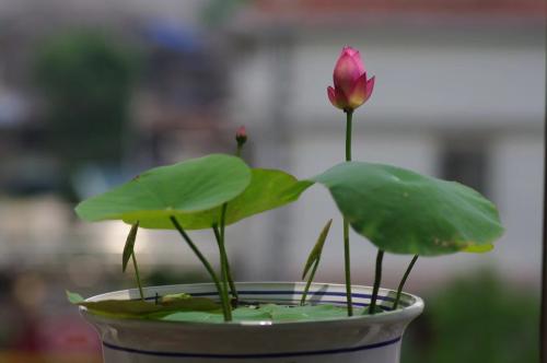 碗莲如何种植碗莲的种植方法水培