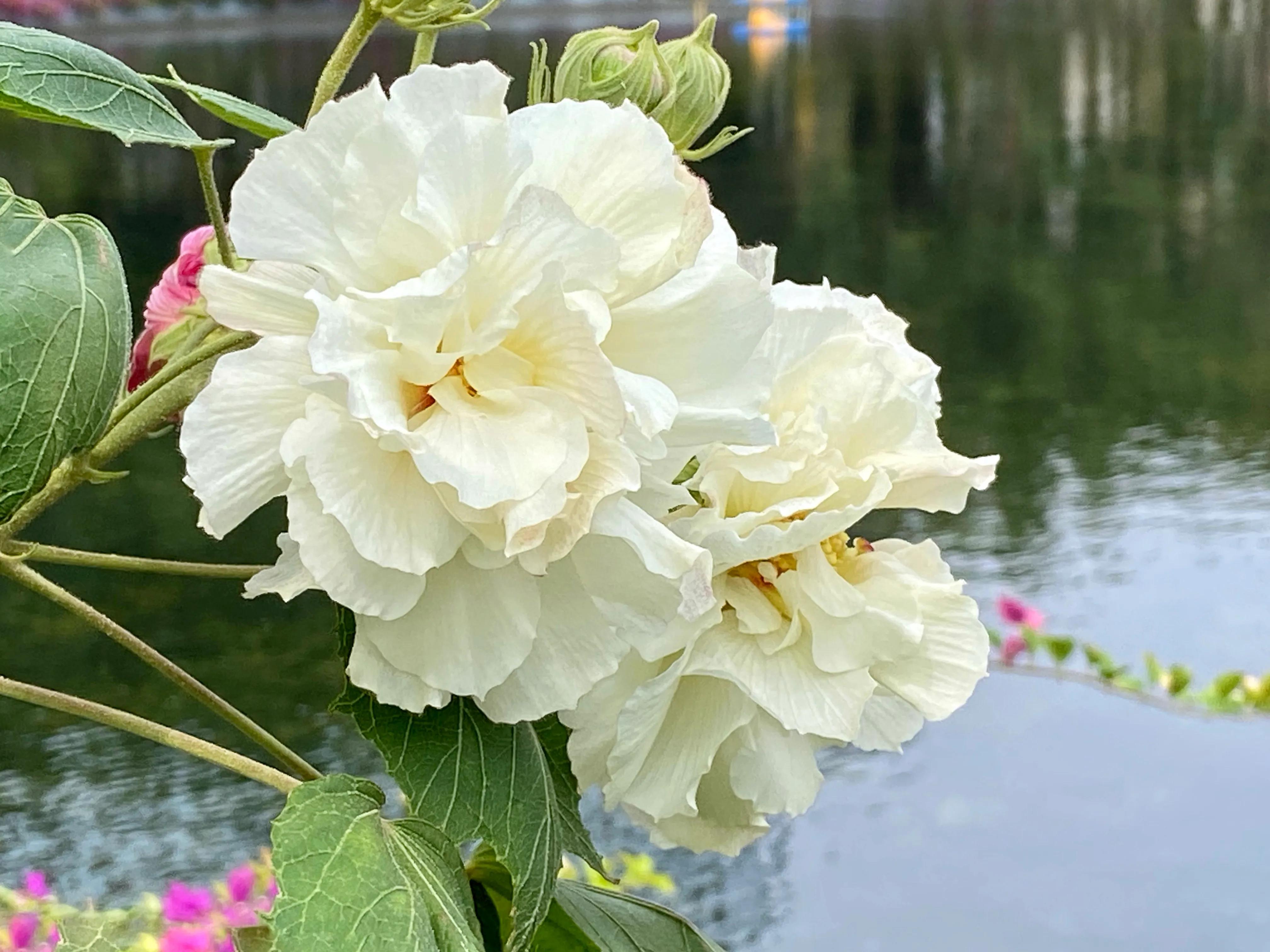 芙蓉花什么时候开成都芙蓉花什么时候开