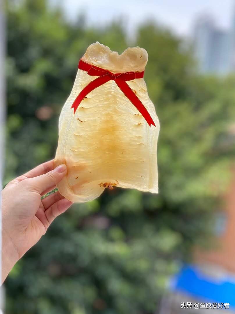 花胶的价格入门必备