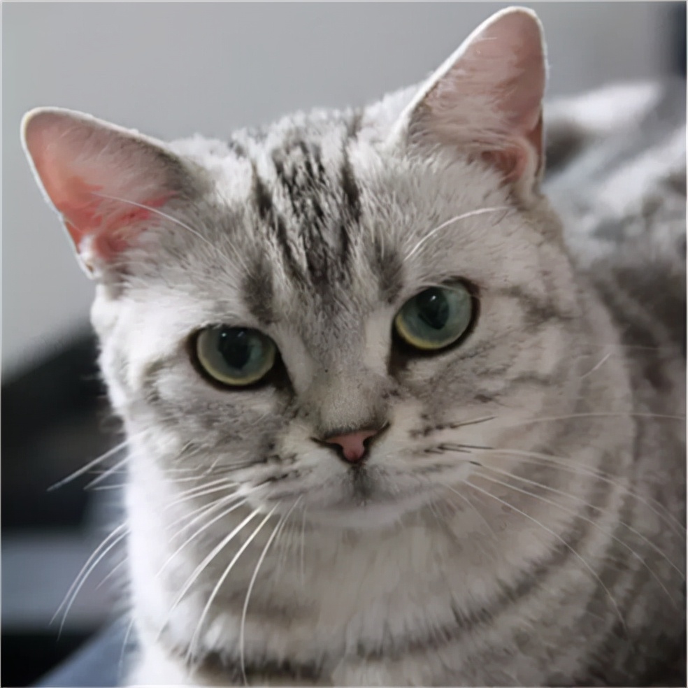 英短虎斑猫多少钱一只美国短毛猫丨银虎斑