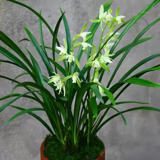 建兰大凤素以上10款便宜,又好看,好养又勤草的兰花,有您喜欢的吗?
