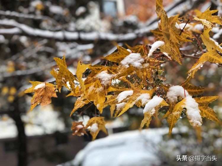 冬日初雪印象:一半冬雪,一半秋叶