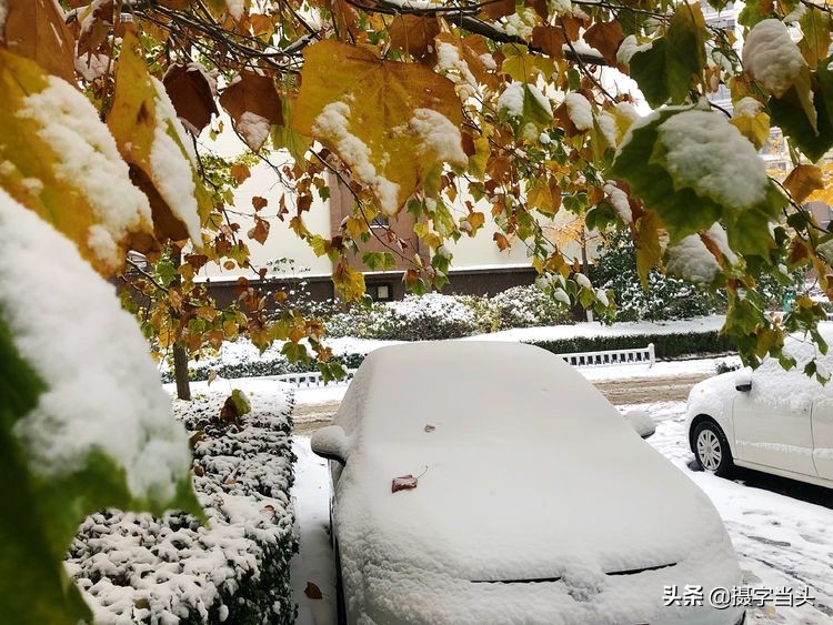 冬日初雪印象:一半冬雪,一半秋叶