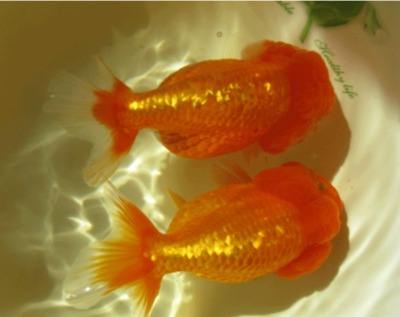 人们就开始了金鱼家化的研究,经过十几个世纪的研究与培育,金鱼的品种