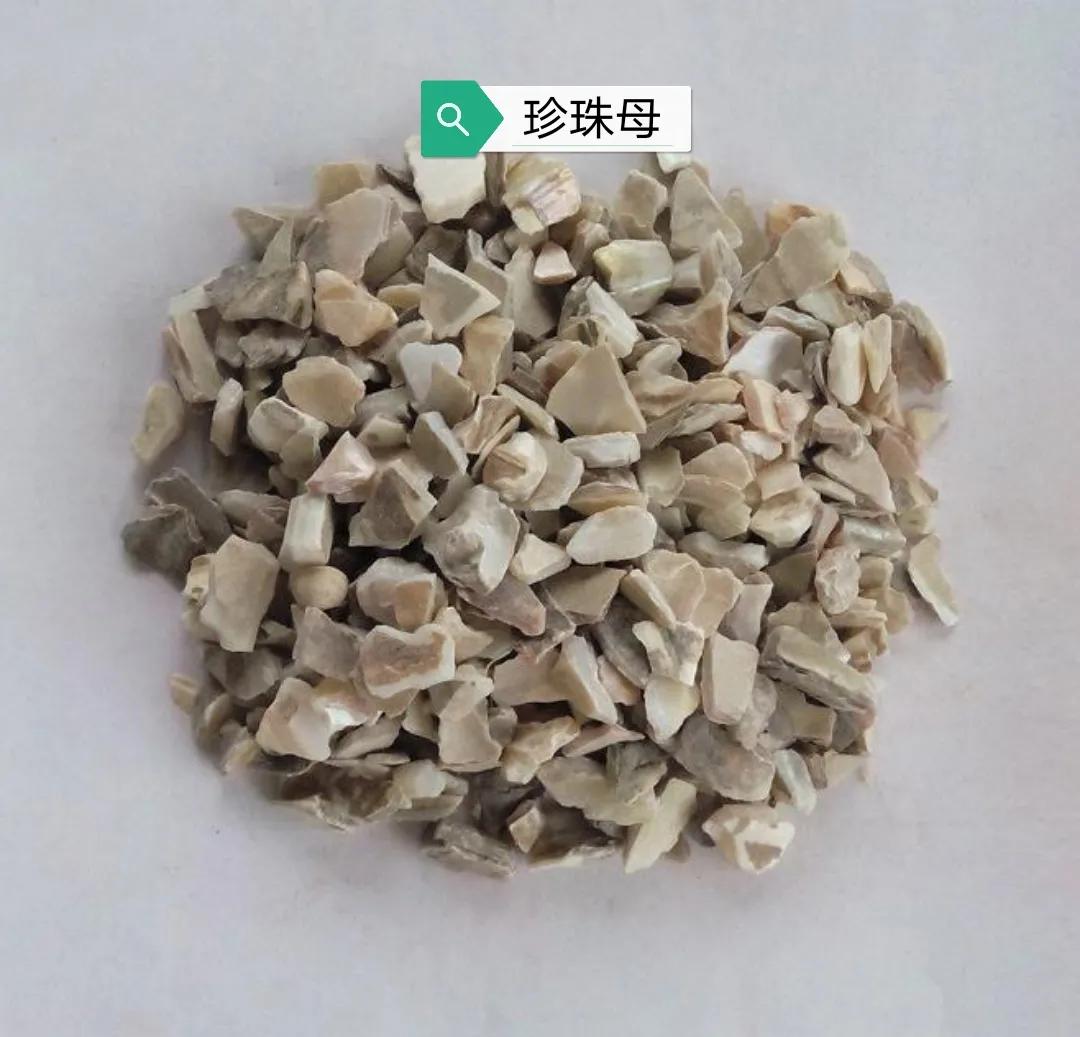 中药珍珠珍珠母