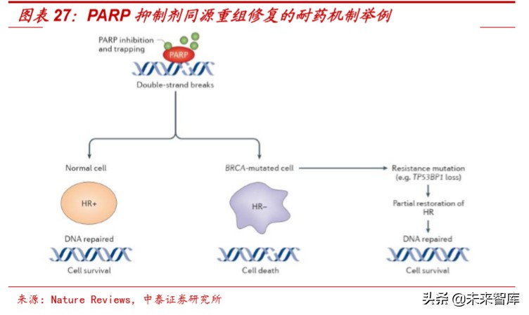 医药行业深度报告：适应症横跨多个癌种，PARP抑制剂前景广阔