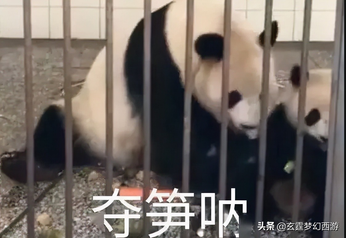 梦幻西游：合出死亡+净台+法防全红召唤兽，玩家却气得拍大腿