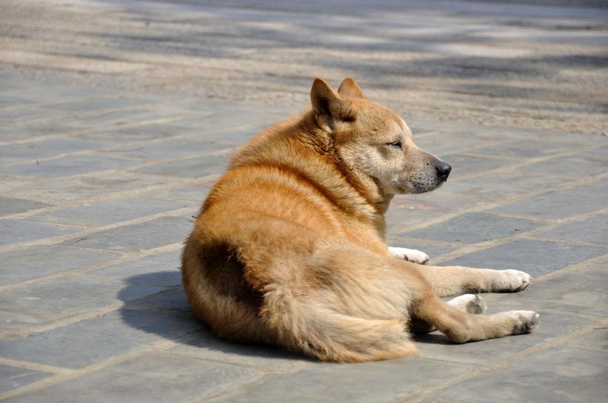 土狗怎么养,土狗怎么养比较好