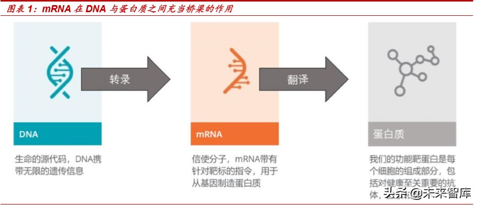 新冠病毒疫苗专题报告：mRNA疫苗究竟是“何方神圣”？