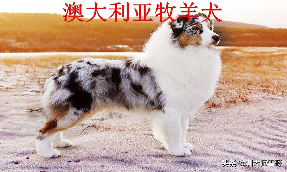 9.澳大利亚牧羊犬