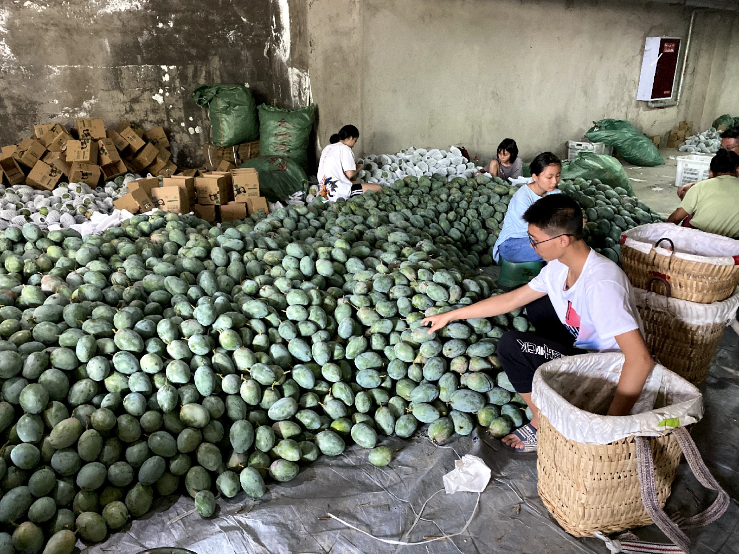 芒果催熟的方法