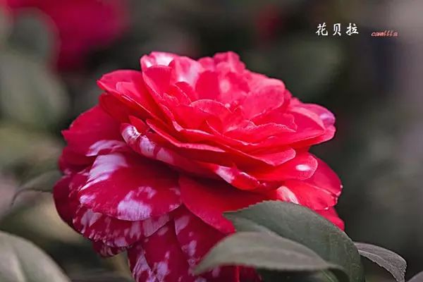 山茶花品种:花贝拉山茶花品种:花豪斯山茶花品种:花