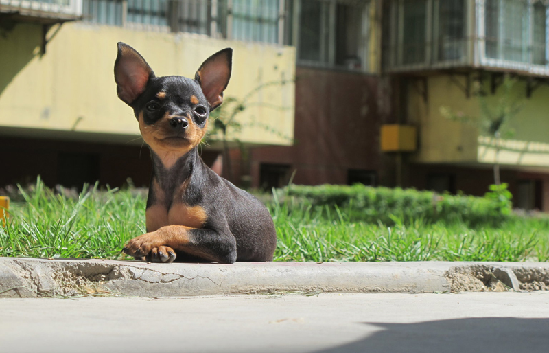 小鹿犬的优缺点,怎样使用正确的训练方法改掉小鹿犬的坏习惯?