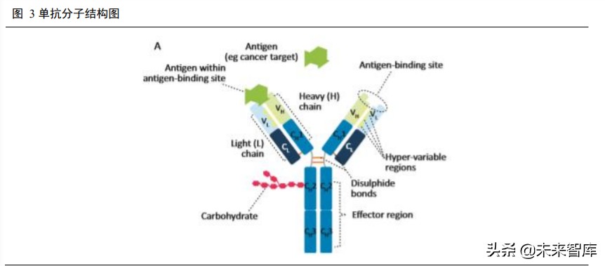 高端生物药之单抗行业深度报告