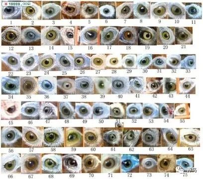 画眉鸟眼水图片最全的画眉鸟眼水图谱