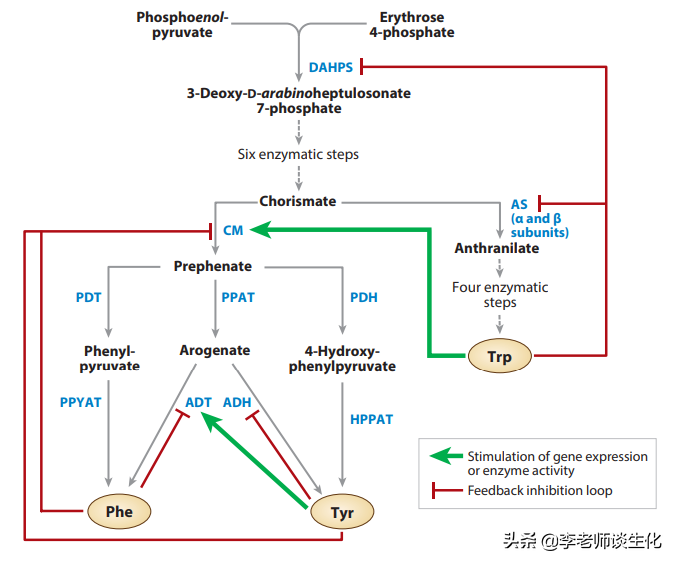 因为异亮氨酸的合成过程与缬氨酸非常相似,所以也在此介绍.