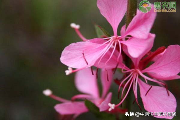 桃花几月开花（桃花花期时间以及种植方法讲解）