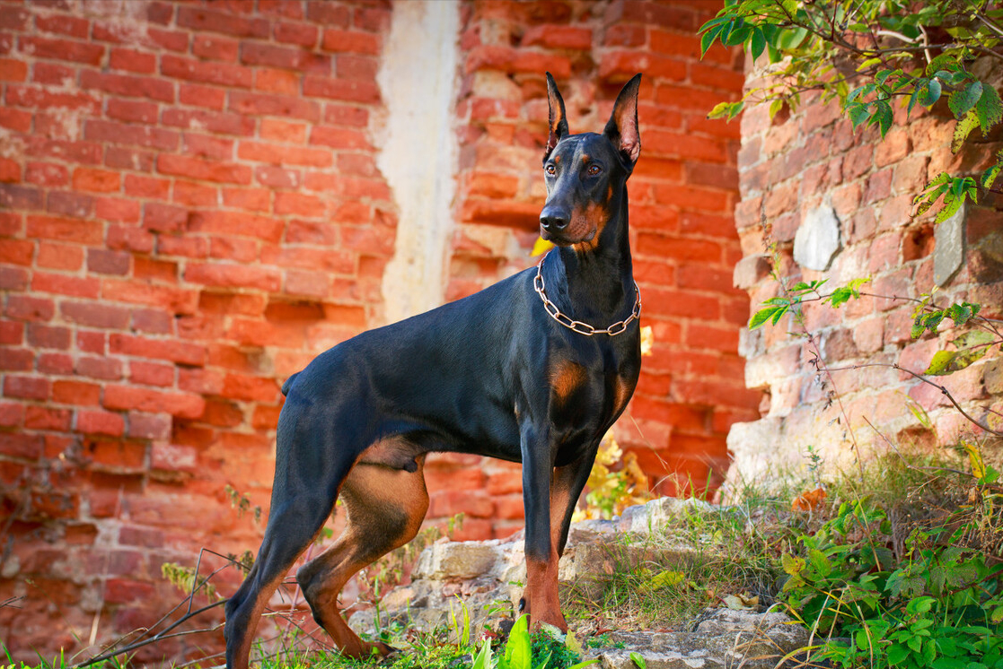 于是他便培育了一条具有罗威纳,曼彻斯特,波瑟隆与灰狗等犬优点的超级