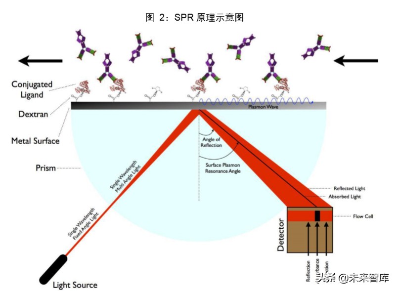医疗检测设备专题报告：新一代SPR技术检测平台市场研究