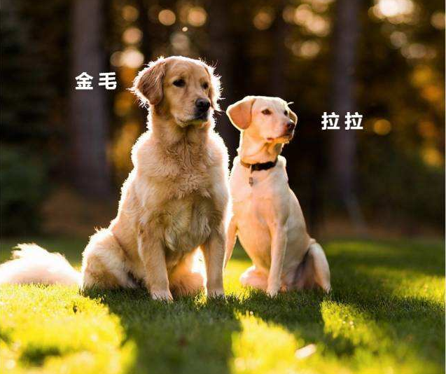 拉布拉多犬和金毛拉布拉多犬和金毛有什么区别