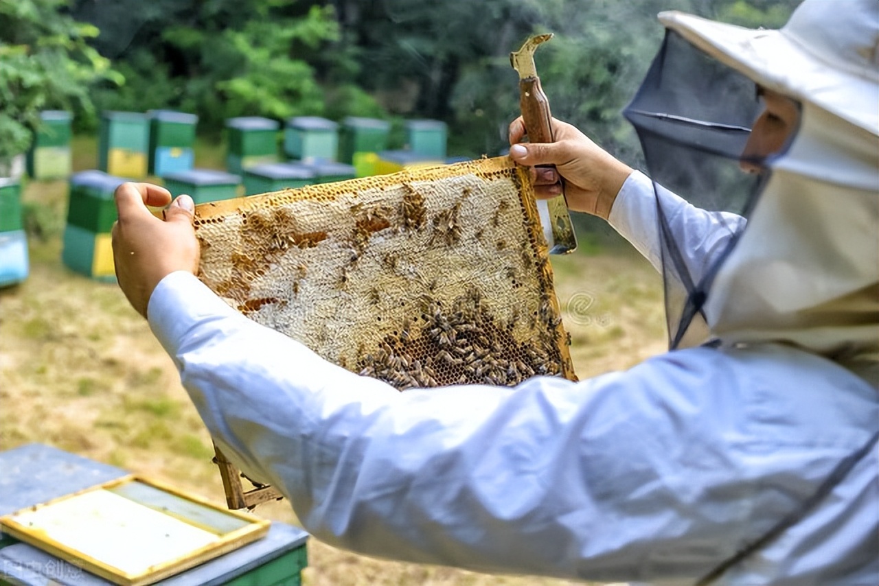 正宗野蜂蜜多少钱一斤尼泊尔的悬崖采蜜人