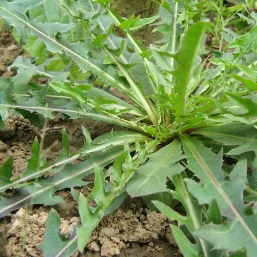 这100种野菜很常见,也很美味,可惜很多人不认识,白白错过美食-今日