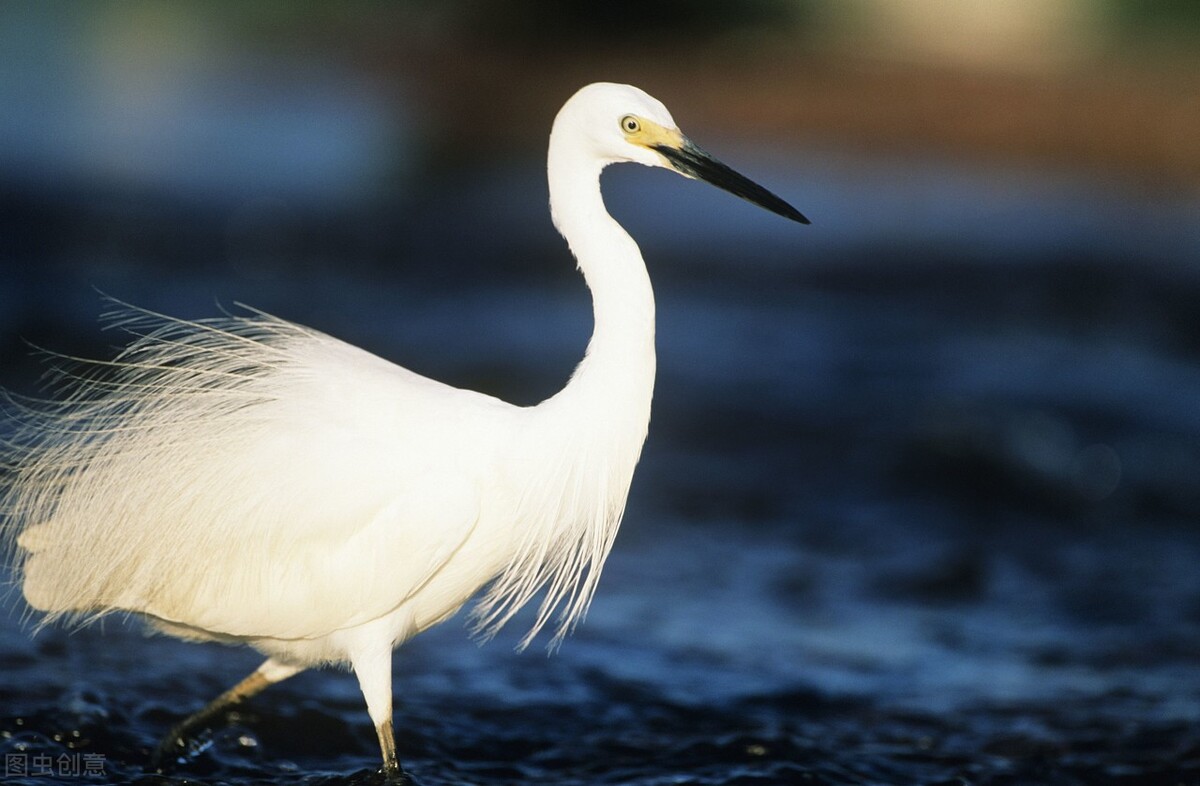 白鹭(英文名称:little egret:白鹭属共有13种鸟类,其中有大白鹭,中