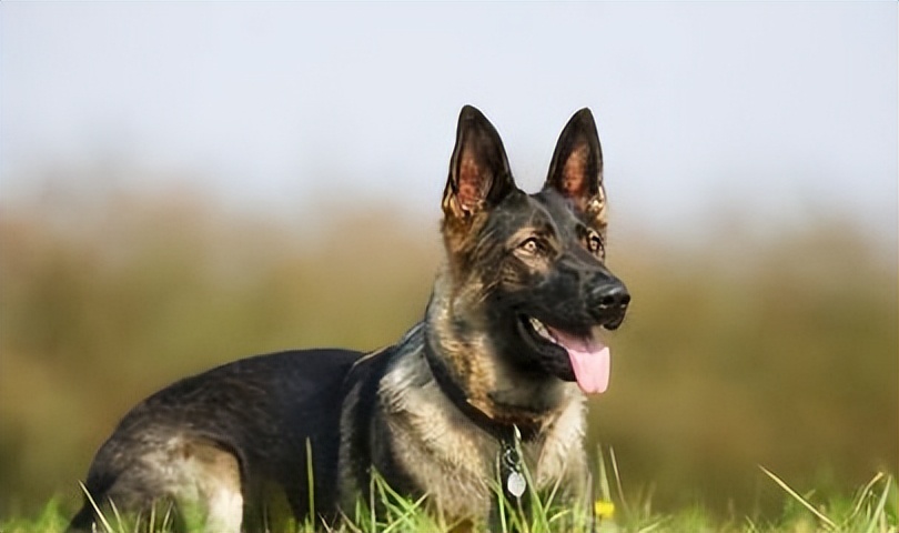 十大聪明名犬十大聪明名犬泰迪排名