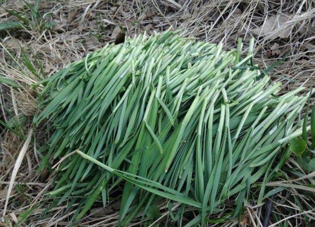 这100种野菜很常见,也很美味,可惜很多人不认识,白