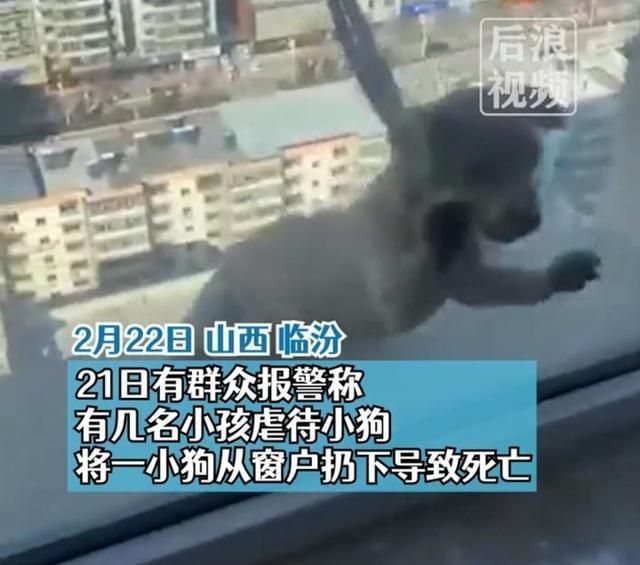 学生将狗从20楼扔下致死，还拍视频，家长道歉：他们还只是个孩子