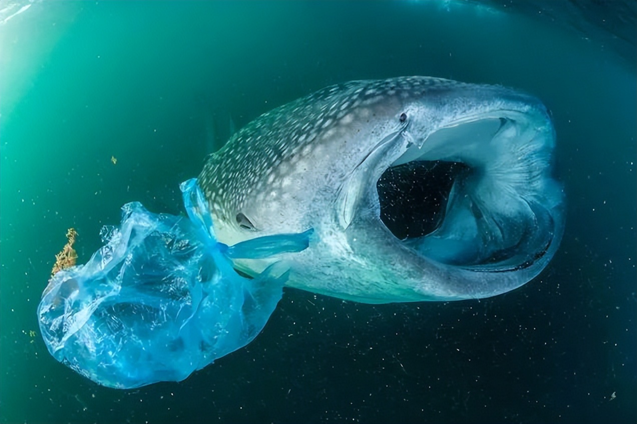 被废塑料侵袭的“动物世界” ，解决“白色污染”迫在眉睫