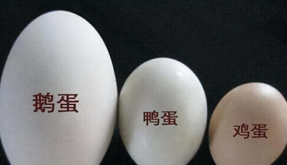 鸡蛋,鸭蛋,鹅蛋,鸽子蛋,鹌鹑蛋,除了大小,差别在哪?
