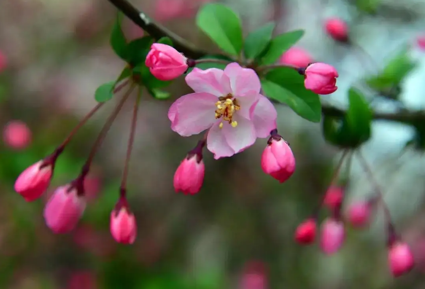 花剪彩,丝垂缕,一树映窗纱.莫道无香堪恨,最怜秀色秾华.带雨极夭斜.