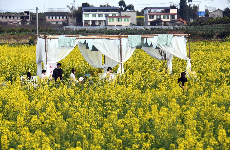 油菜花节2022金堂三溪镇油菜花节时间