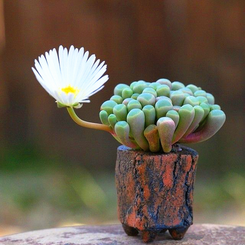 多肉植物的样子多肉植物的样子介绍
