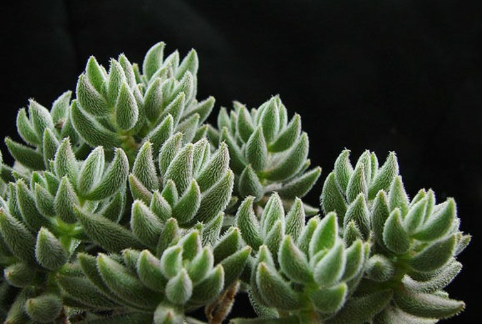多肉植物的样子多肉植物的样子介绍