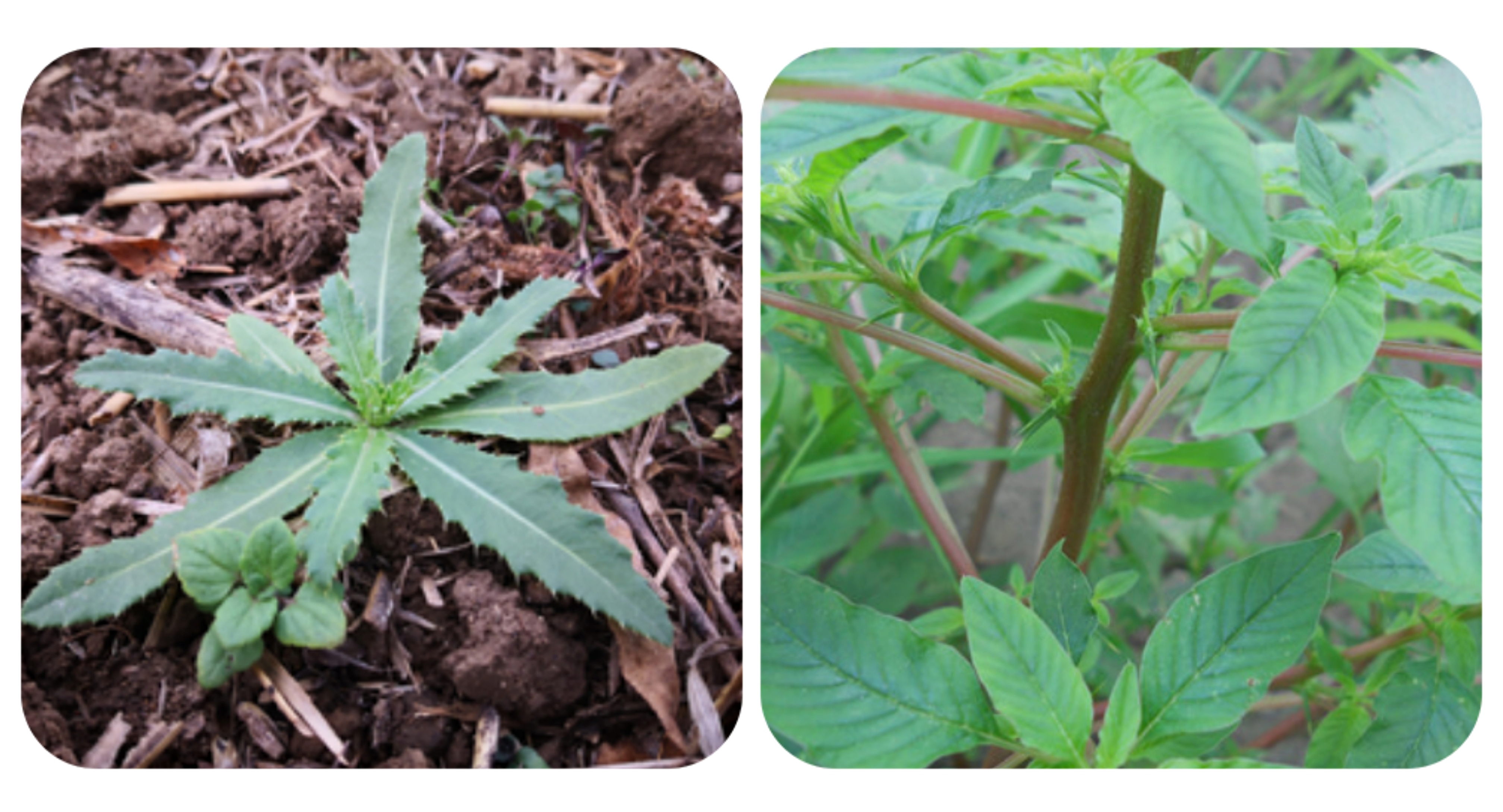 这100种野菜很常见,也很美味,可惜很多人不认识,白