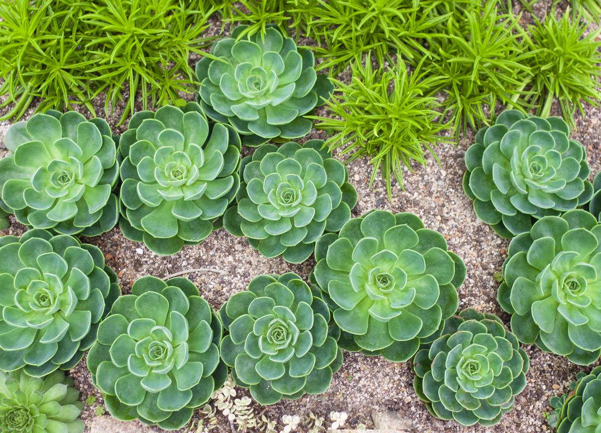 多肉植物的样子多肉植物的样子介绍