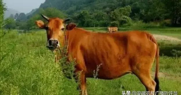 属相婚姻算命（牛和马相配么）