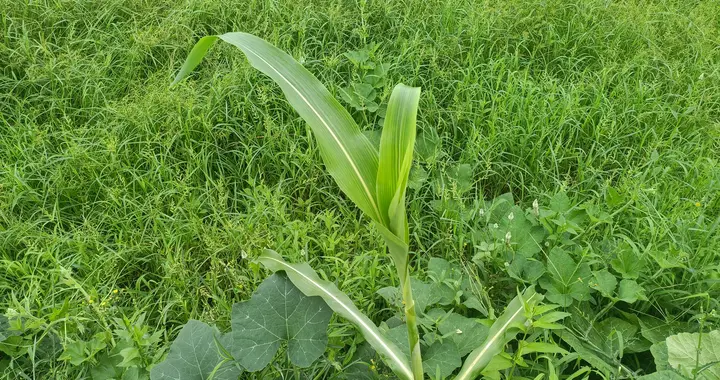 青岛 算命(网络上叫半仙什么意思)