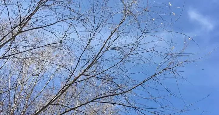 星座运势排行(12星座谁排在第一)