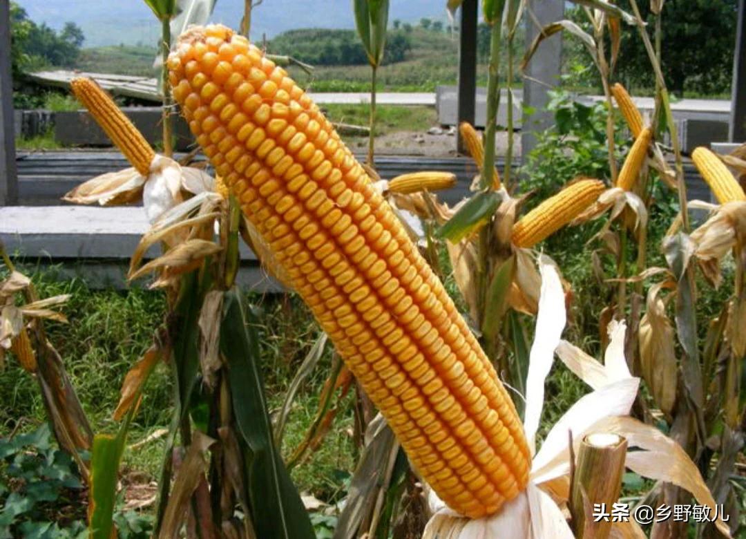茌平：玉米进入抽雄吐丝期 农技专家开展技术指导助力丰产丰收 - 茌平融媒