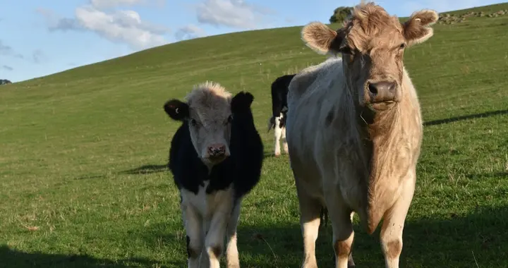 十二生肖的直觉准吗?