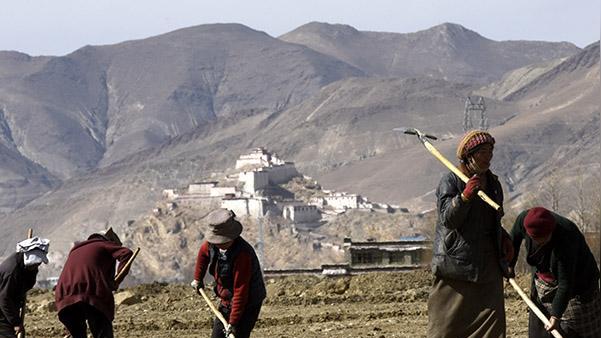藏民族的春耕文化